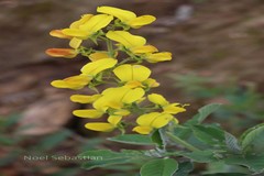 Crotalaria semperflorens